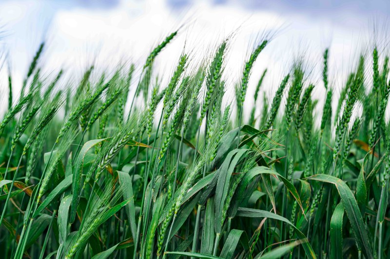 Agri